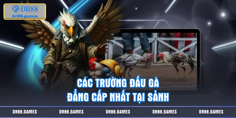 Các trường đấu gà đẳng cấp nhất tại sảnh 
